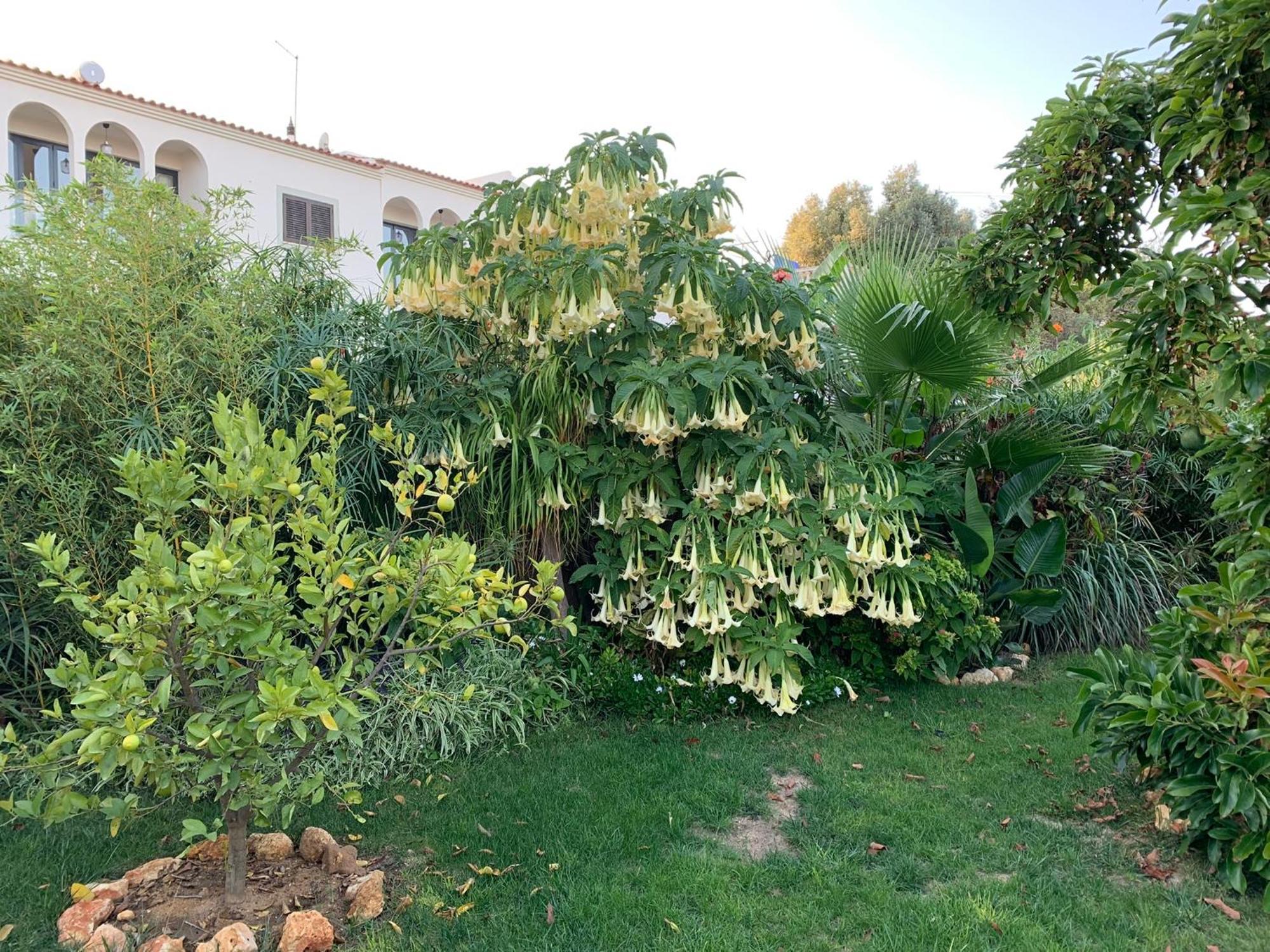 A Tranquil Garden Apartment, Carvoeiro - Benagil المظهر الخارجي الصورة