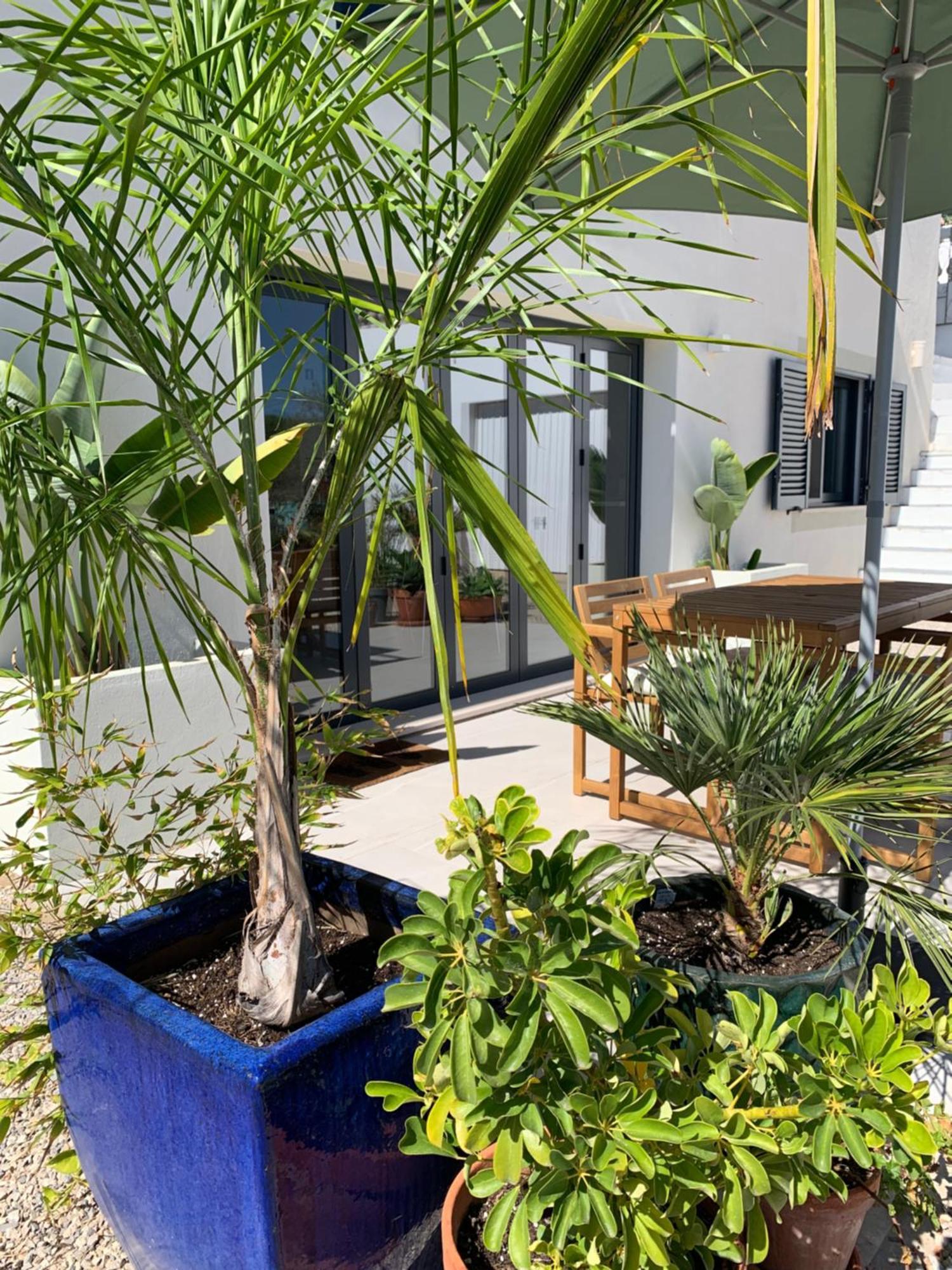 A Tranquil Garden Apartment, Carvoeiro - Benagil المظهر الخارجي الصورة